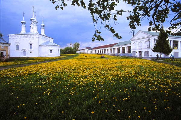 Цветут одуванчики. Суздаль. / Dandelions. Suzdal