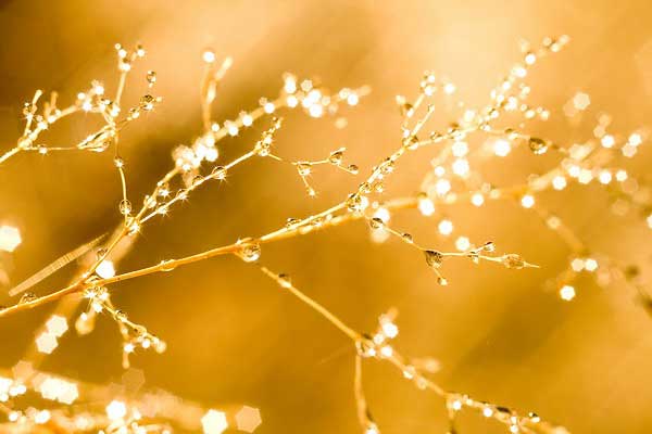 ���� ����������� ��������