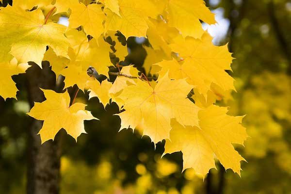 ���� ����������� ��������