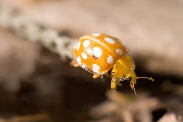 ���� ����������� ��������